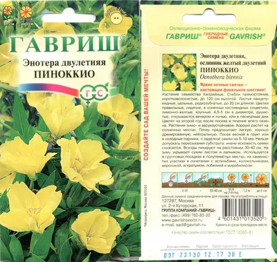 Цветок энотера (ночная свеча). Evening primrose flower (night candle). -  YouTube