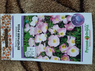 Многолетнее садовое растение Энотера — фото, описание и уход. Основные виды  и размножение растения