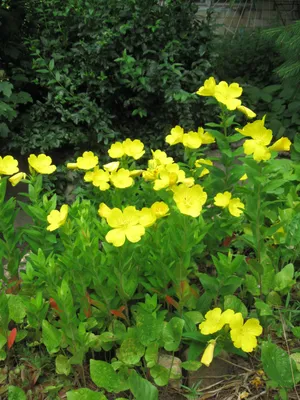 Oenothera Fruticosa Много Желтых Цветов В Саду — стоковые фотографии и  другие картинки Энотера - Энотера, Без людей, Белый - iStock