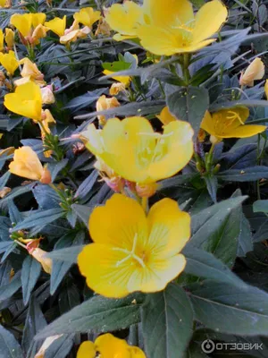 Дом🏡 сад🍒 цветник🌺 и вся жизнь. on Instagram: \"Энотера-ночная  красавица... 🌼🌼🌼🌼🌼🌼🌼 Я хочу рассказать вам о своём цветке-любимце,  который часто называют ночной свечой-Энотере! 🌼Это ароматное, пахучее  растение высотой до 120 см высотой