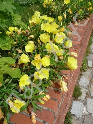 Энотера (Oenothera)