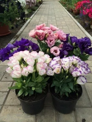 Grandiflorum Eustoma завода Lisianthus с розовыми цветами в большом саду на  плане. Стоковое Изображение - изображение насчитывающей красивейшее,  лепесток: 204130017