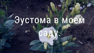 6 -Топ ошибок при выращивании Эустомы и как их избежать | золушкаВпенсне  или БудниБабули /заметки из жизни, рецепты, огород ,путешествие и конечно  внуки , | Дзен