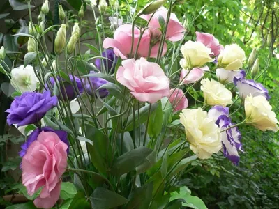 Ландшафтный дизайн. Дача и сад on Instagram: \"Эустома в саду 🌸нереальная  Красота 😍\"