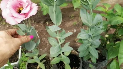 Эустома выращивание и уход 💐 РАННЕЕ ЦВЕТЕНИЕ И ОТ ЧЕГО ЗАВИСИТ ПЫШНОСТЬ  КУСТОВ - YouTube
