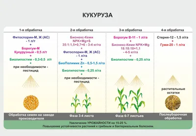 Фазы развития кукурузы фото фотографии