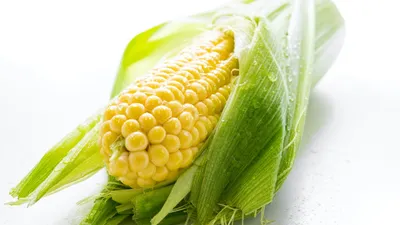 Кукуруза