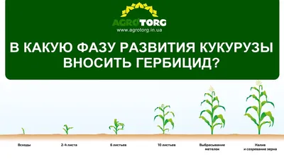 Стадии Роста Кукурузного Растения Фазы Развития Кукурузы Зея Май Период  Созревания Жизненный Цикл Инфографика Прогрессия Анимации Уро — стоковая  векторная графика и другие изображения на тему Кукуруза - урожай - iStock