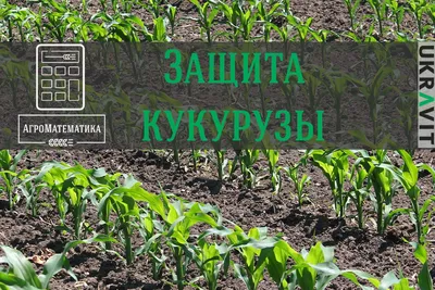 Купить Семена кукурузы Топмен: цена, отзывы | Агро-Центр Фаворит