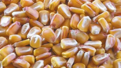 Болезни кукурузы: симптомы, причины и методы борьбы - Agro-Market