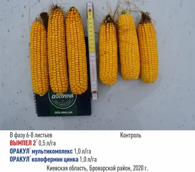Как помочь посевам кукурузы раскрыть потенциал продуктивности – рек...
