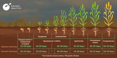 Выращивание Пшеницы: Посев, Уход и Методы Культивации