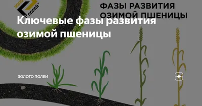 ДИАГНОСТИКА СТАДИЙ РАЗВИТИЯ ОЗИМОЙ ПШЕНИЦЫ ПО ШКАЛЕ ВВСН. МЕТОДИЧЕСКОЕ  ПОСОБИЕ – Агроном з Полтави