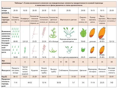 Фазы роста и этапы органогенеза озимой пшеницы