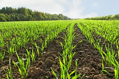 Рост и развитие пшеницы | Yara