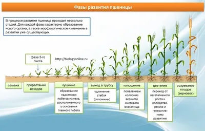 Фазы развития пшеницы
