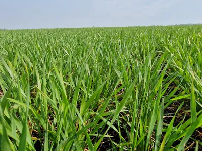 Листовая подкормка озимой пшеницы: фазы и особенности | Makosh