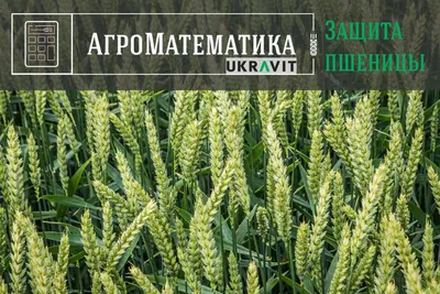 Технологія вирощування озимої пшениці | Селекционно-производственный центр  “Яровит”