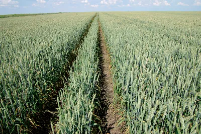 Условия выращивания озимой пшеницы