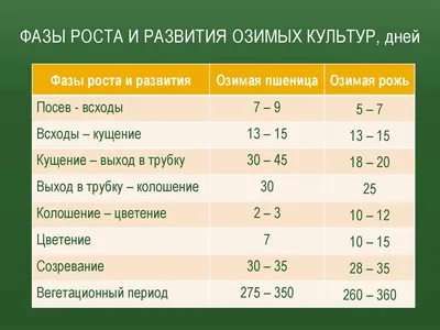 Озимая пшеница. Заморозки позади, впереди - активный рост и развитие. |  Курганский НИИСХ