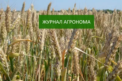 Средства для яровой и озимой пшеницы купить в Сороке