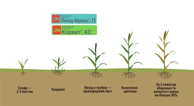 Купить семена озимой пшеницы сорта ТАНЯ