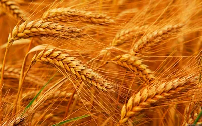 Технология возделывания озимой пшеницы - Рамблер/новости