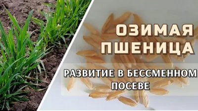 Внекорневые листовые подкормки зерновых колосовых культур в весенний период  - ecoorganic.ua