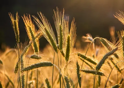Важнейшие фазы формирования урожая озимой пшеницы | Журнал агронома | Дзен