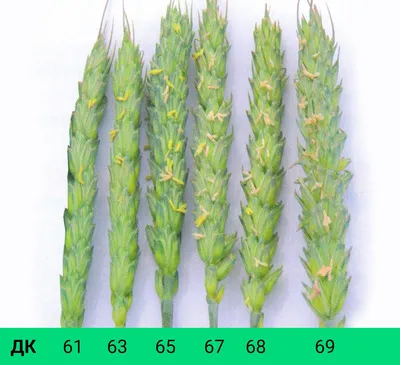 Ключевые фазы развития озимой пшеницы | ЗОЛОТО ПОЛЕЙ | Дзен