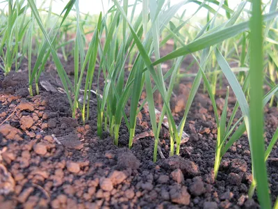 Озимая пшеница. Развитие в бессменном посеве — Agromaestro