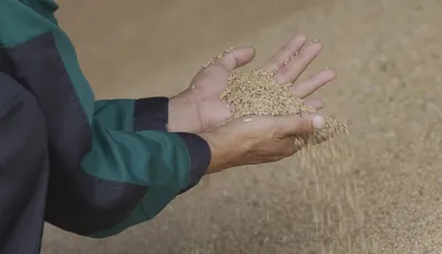 Поддержать чистоту — как повысить урожайность и качество зерна озимой  пшеницы?