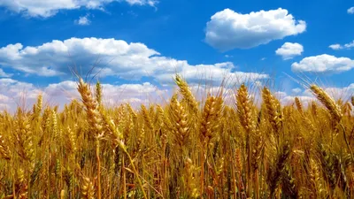 Удобрение пшеницы - какое удобрение выбрать? - Dr Green