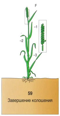 Диагностика стадий развития озимой пшеницы по шкале ВВСН. Методическое  пособие - Пестициды.by - средства защиты растений