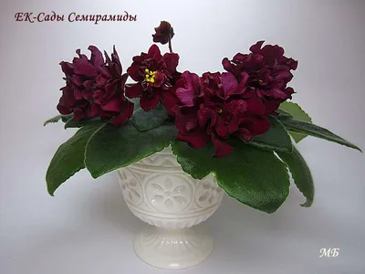 Virtual Violet :: Просмотр темы - ЕК-Сады Семирамиды (Е.Коршунова)