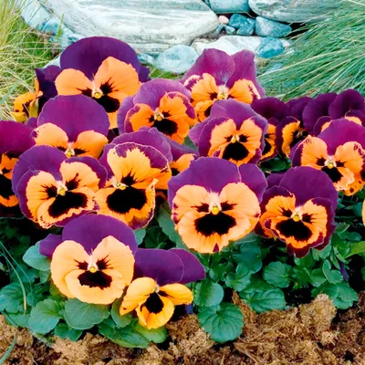 СЕЛЕКЦИЯ КОРШУНОВОЙ