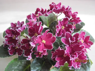 Купить семена Виола Viola Inspire Purple and Orange в Москве: доставка  семян по России и СНГ - интернет-магазин «Сады Семирамиды»