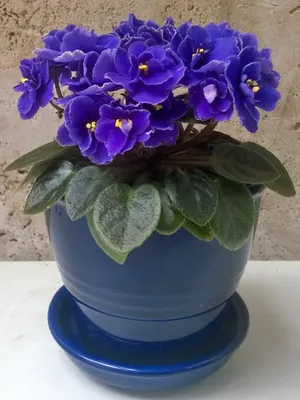 Virtual Violet :: Просмотр темы - Сравнительные фото фиалок