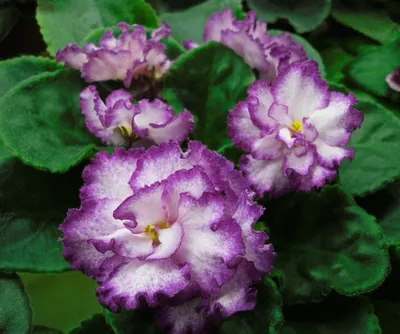 Virtual Violet :: Просмотр темы - Выставка фиалок 11-16 июня 2019 г.,  Харьков