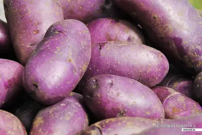 Она праздничная, поднимает настроение». Как бобруйчанин выращивает  фиолетовую картошку | bobruisk.ru