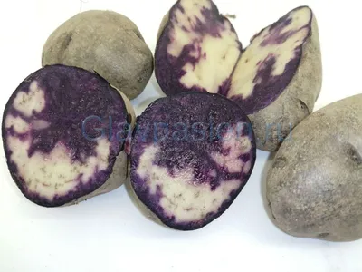 Картофель Фиолетовый Семена – купить в интернет-магазине OZON по низкой цене