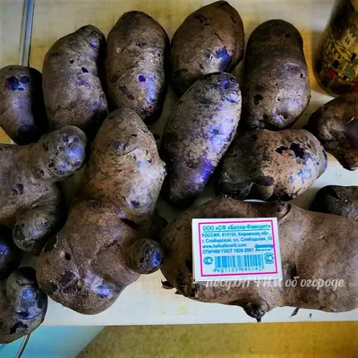 Цветной картофель – сорта с фиолетовой, синей и красной мякотью | На грядке  (Огород.ru)