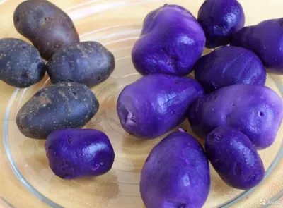 Фиолетовый картофель (Вителот) для настоящего фиолетового пюре