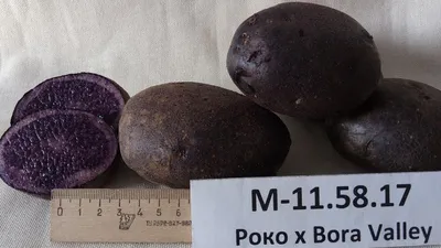 В Бийске за килограмм фиолетового картофеля просят 350 рублей - Толк  18.11.2021