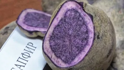 Отзыв о Фиолетовая картошка (вителот) | Отличный сорт!