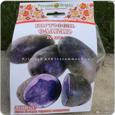 Сырцовая фиолетовая картошка Стоковое Изображение - изображение  насчитывающей картошка, корень: 112018185