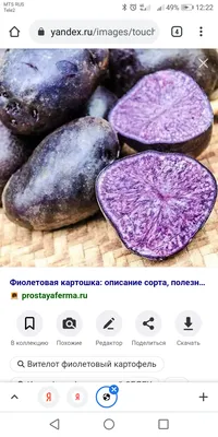 Белорусские селекционеры вывели новую картошку фиолетового и розового цвета  - KP.RU