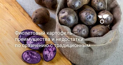 Селекционеры вывели необычную картошку» — создано в Шедевруме