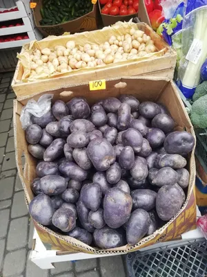 Картофель семенной Фиолетовый купить с доставкой | Питомник ВАСХНиЛ