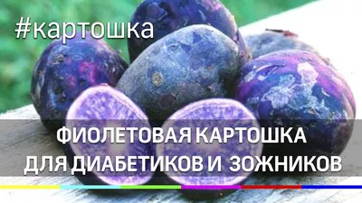 Фиолетовый картофель - «Фиолетовая картошка? Очень вкусная и необычная, а  ещё полезная 🥔» | отзывы